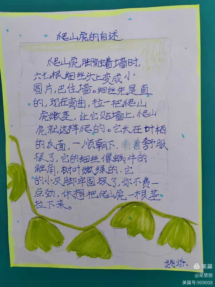练笔《爬山虎的自述》